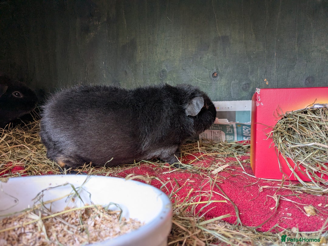 Guinea Pig rodents for sale: Teddy guinea pig boars available now  - Image 8
