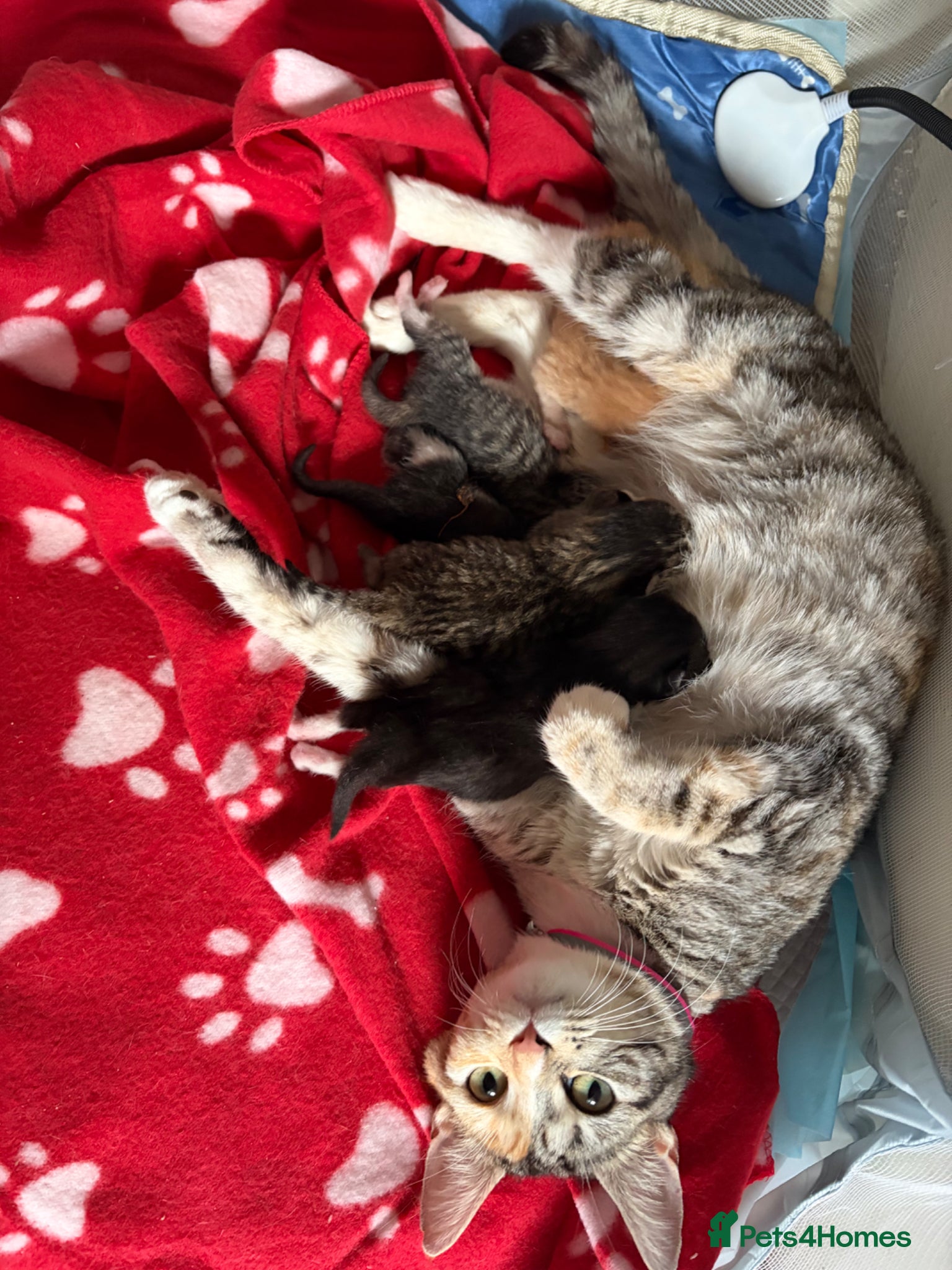 Mixed Breed cats Male and female kitten for sale  - Advert 1