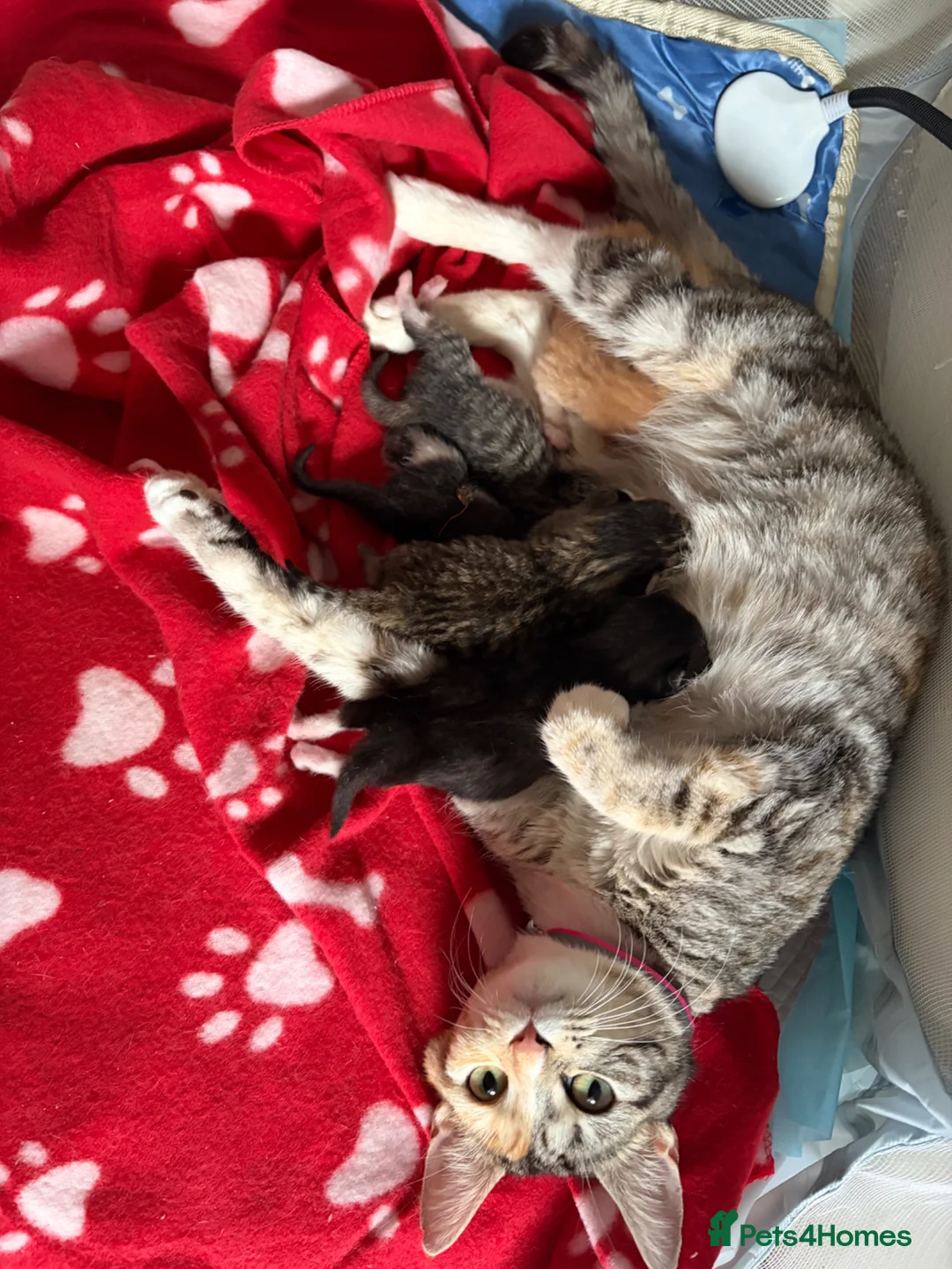 Mixed Breed cats for sale: Male and female kitten for sale  - Advert 1
