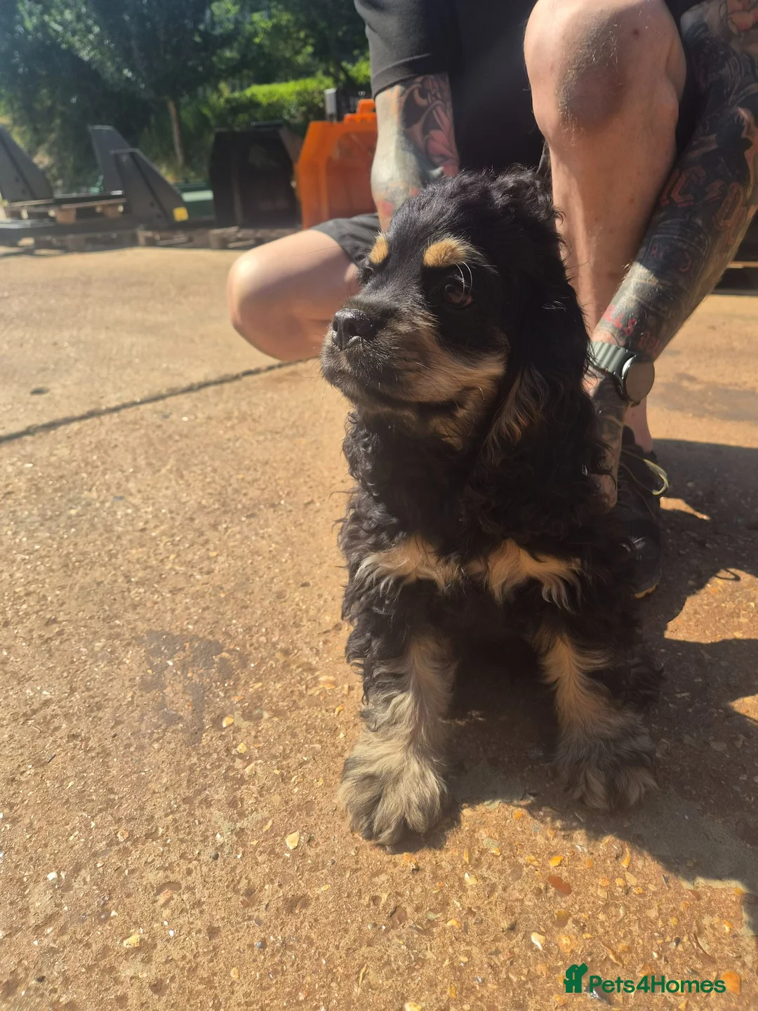 American Cocker Spaniel dogs for sale: stunning KC reg male American Cocker Spaniel - Advert 2
