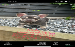 French Bulldog dogs for sale: Pink French bulldog puppies - Image 2