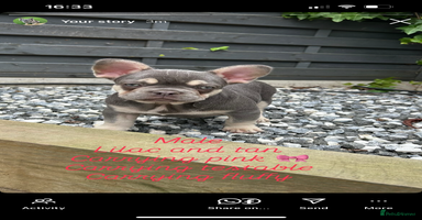 French Bulldog dogs - Advert 9