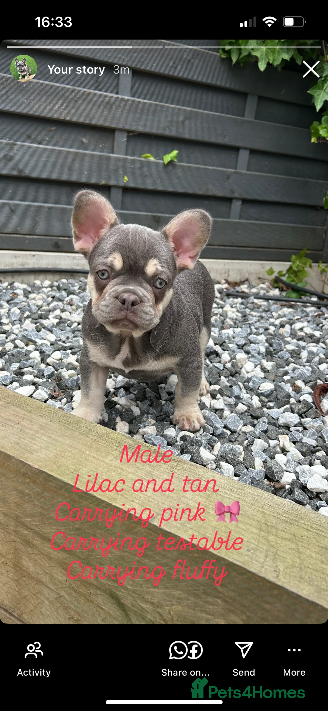 French Bulldog dogs for sale: Pink French bulldog puppies - Image 2