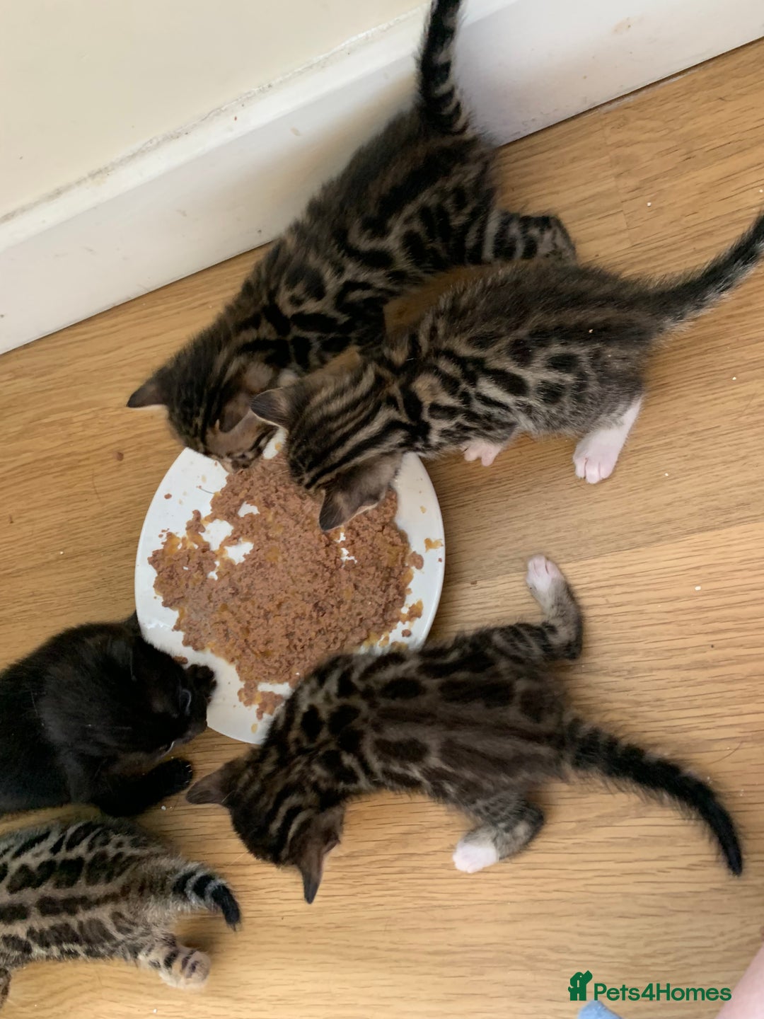 Bengal cats for sale: 3 left, Rare 3/4 Bengal Kittens Rosetted - Image 13