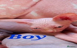 Sphynx cats for sale: 5 Adorable Sphynx Kittens for sale! - Image 20