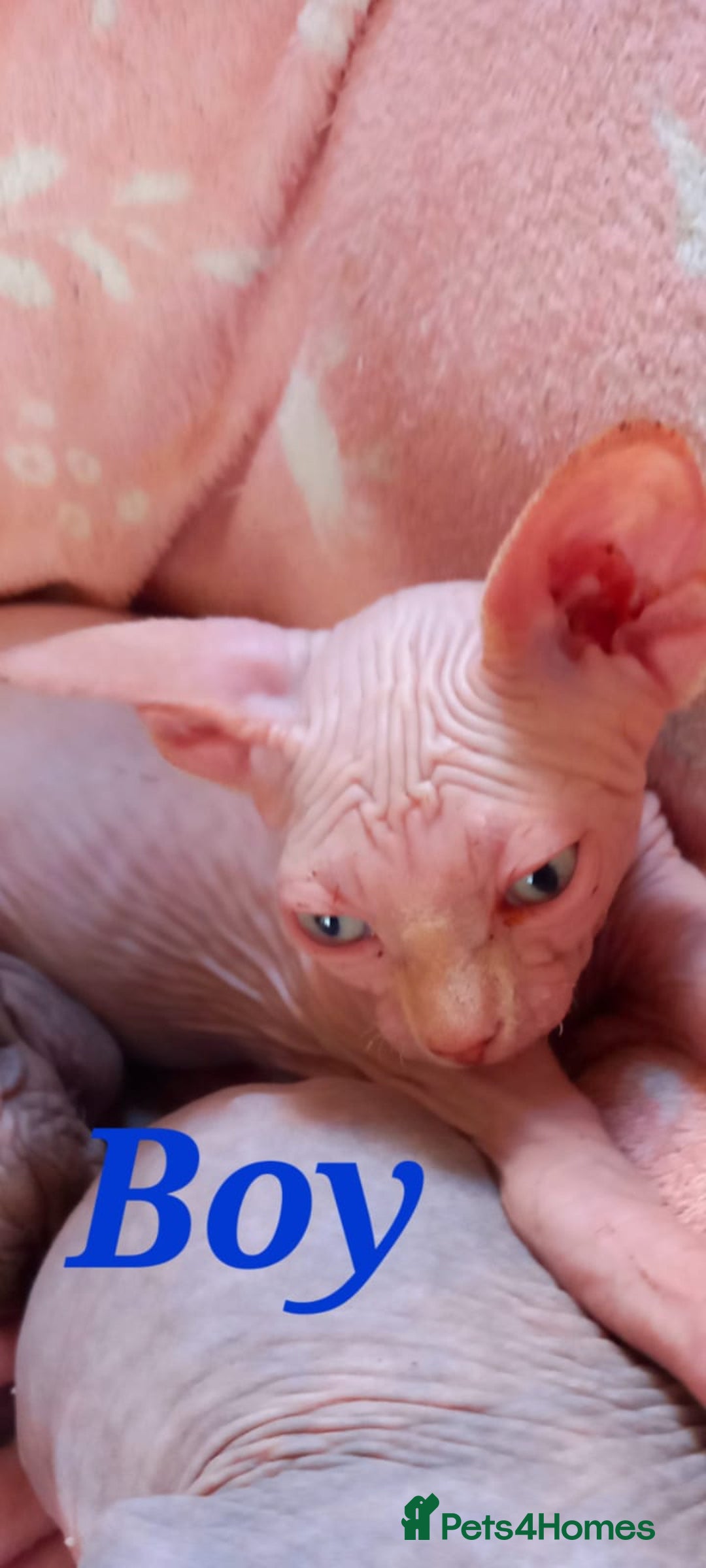 Sphynx cats for sale: 5 Adorable Sphynx Kittens for sale! - Image 20