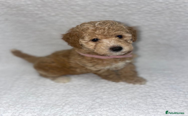 Toy Poodle dogs - Advert 1
