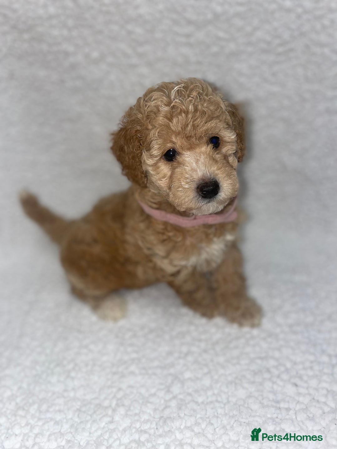Toy Poodle dogs for sale: Toy poodles  - Image 8