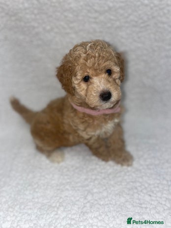 Toy Poodle dogs - Advert 1