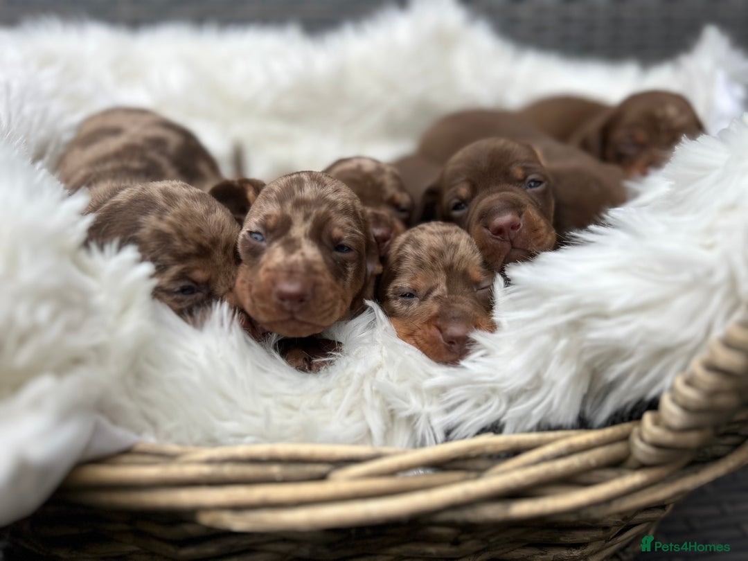 Miniature Dachshund dogs for sale: Beautiful chocolate dapple boys - Advert 5