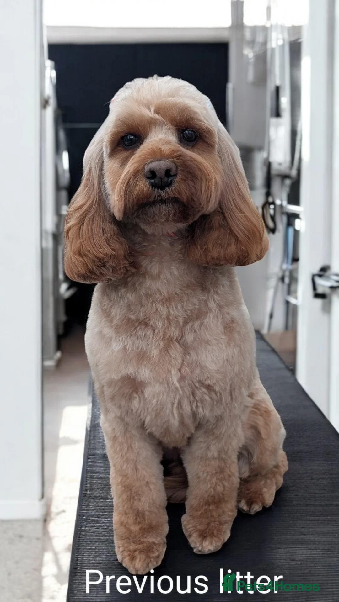Cockapoo dogs for sale: Stunning F1 Toy Cockapoos Puppies  - Advert 4