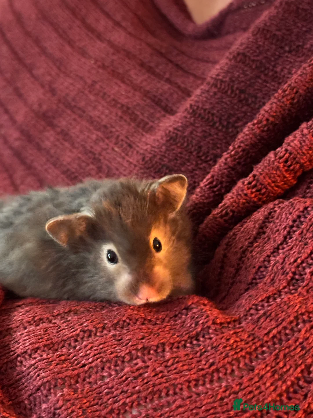 Gallery Image {{count}}