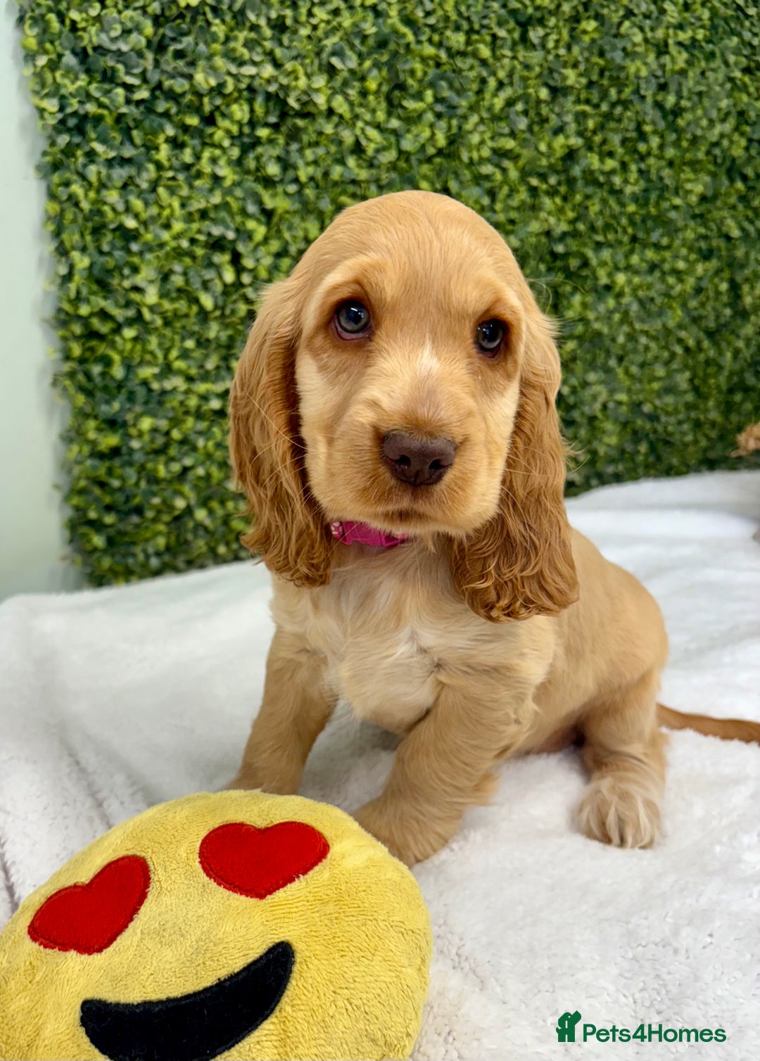Cocker Spaniel dogs for sale: 🧡READY TO LEAVE Cocker Spaniel Puppies For Sale - Image 14