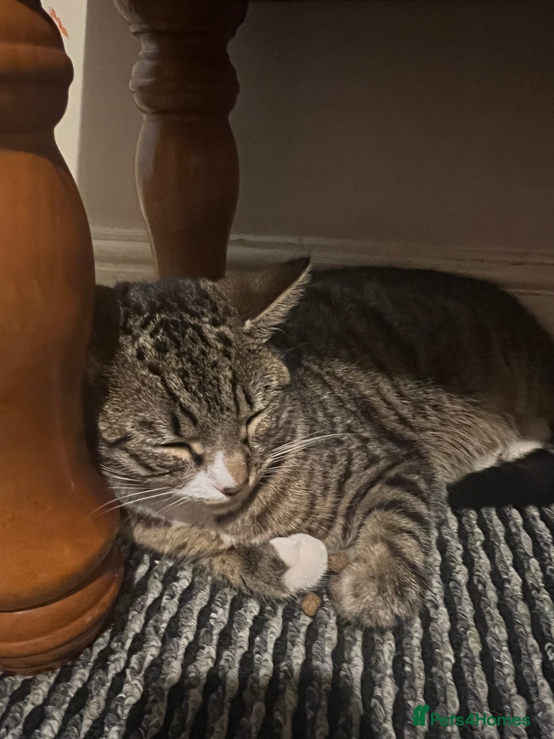 American Shorthair cats for sale: Tabby Cat for sale - Advert 4