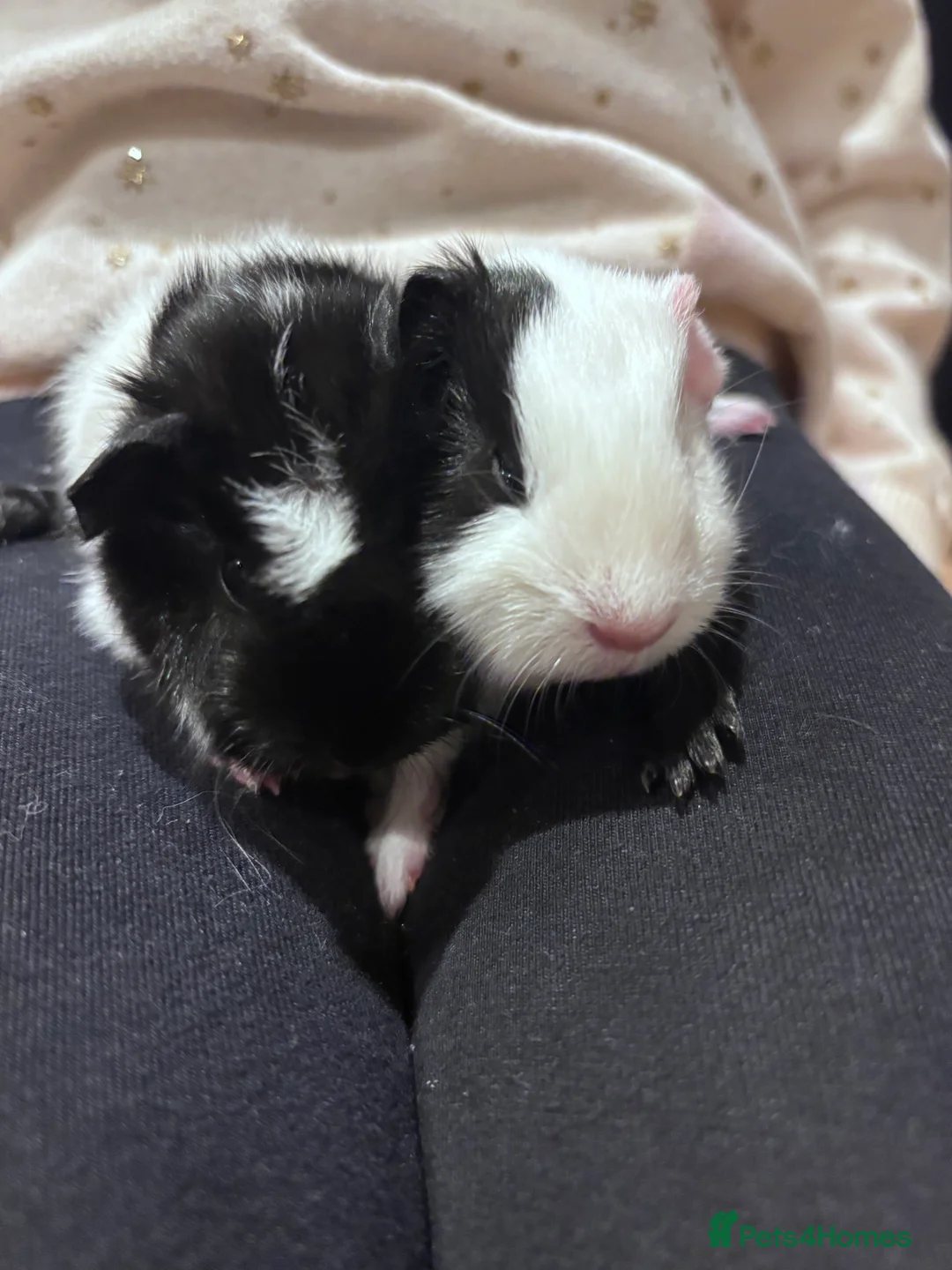 Guinea Pig rodents for sale: Cute Guinea pigs 1 female and 1 pair of brothers - Advert 7