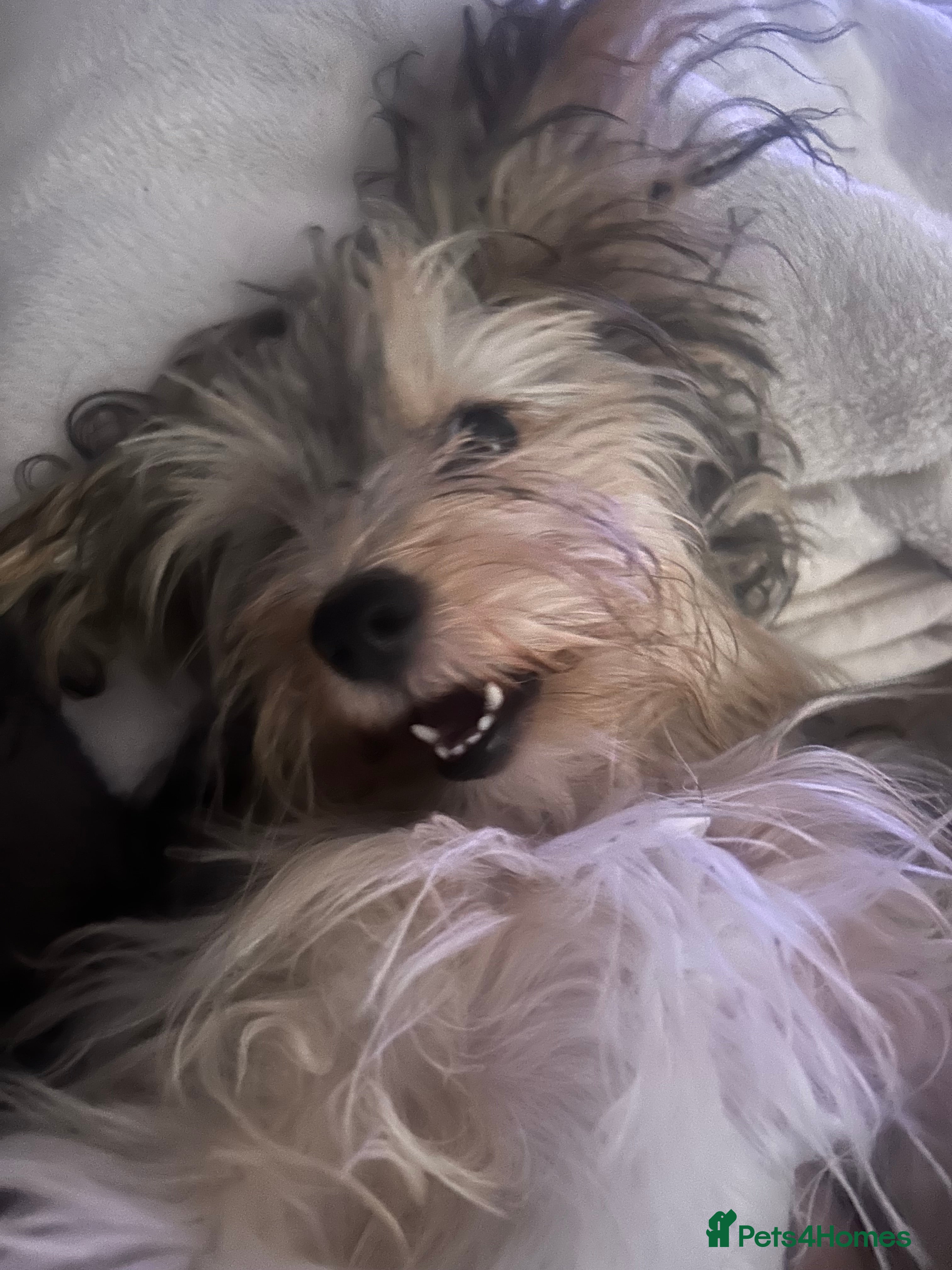 Mixed Breed dogs YORKSHIRE TERRIER x JACK RUSSEL FOR SALE🐶 - Advert 11