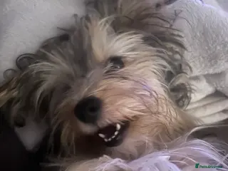 Mixed Breed dogs YORKSHIRE TERRIER x JACK RUSSEL FOR SALE🐶 - Advert 1