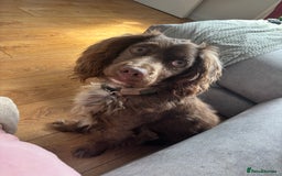 Cocker Spaniel dogs for sale: Male cocker spaniel for sale  - Image 4