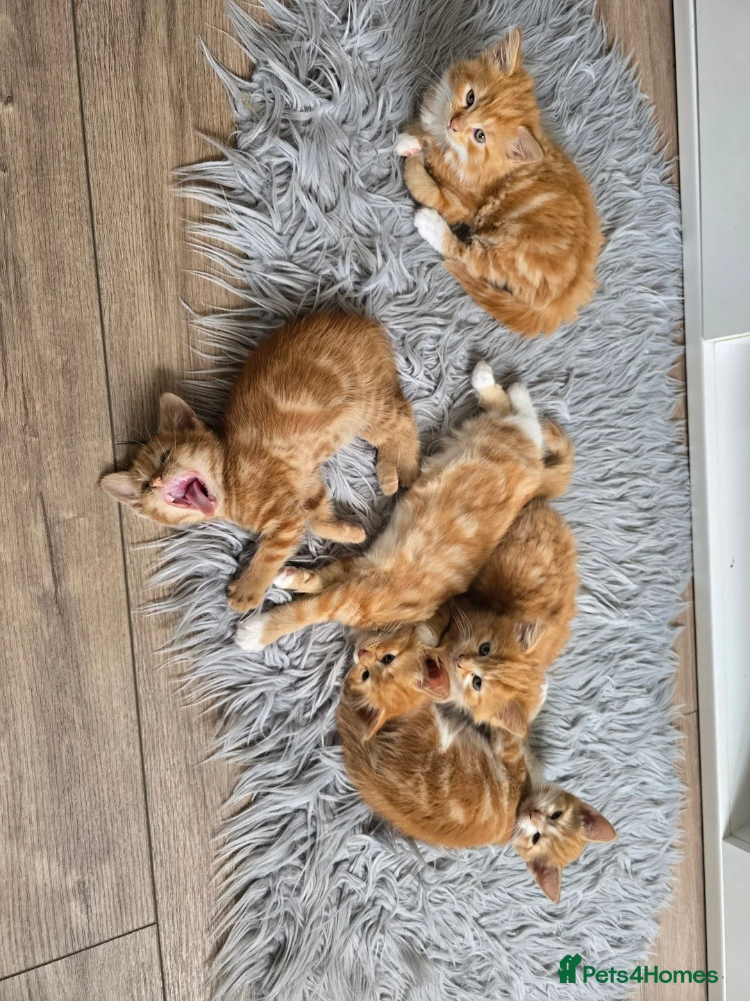 Mixed Breed cats for sale: Ginger fluffy girl for sale - Advert 2