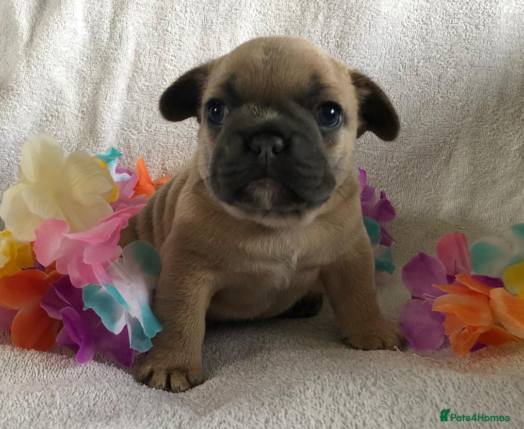 French Bulldog dogs for stud: 5 PANEL HEALTH CLEAR CHARLIE VERY WELL PROVEN! - Image 34