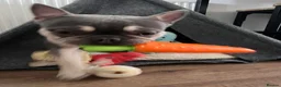 French Bulldog dogs for sale: KC registered French bulldog male puppy in Margate - Advert 9
