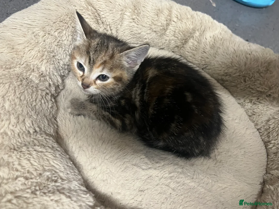 Mixed Breed cats for sale:  🐾 Stunning Mixed Tabby Kittens Available 🐾 - Advert 3