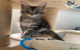Maine Coon cats for sale: Xxl Maine coons  - Image 5