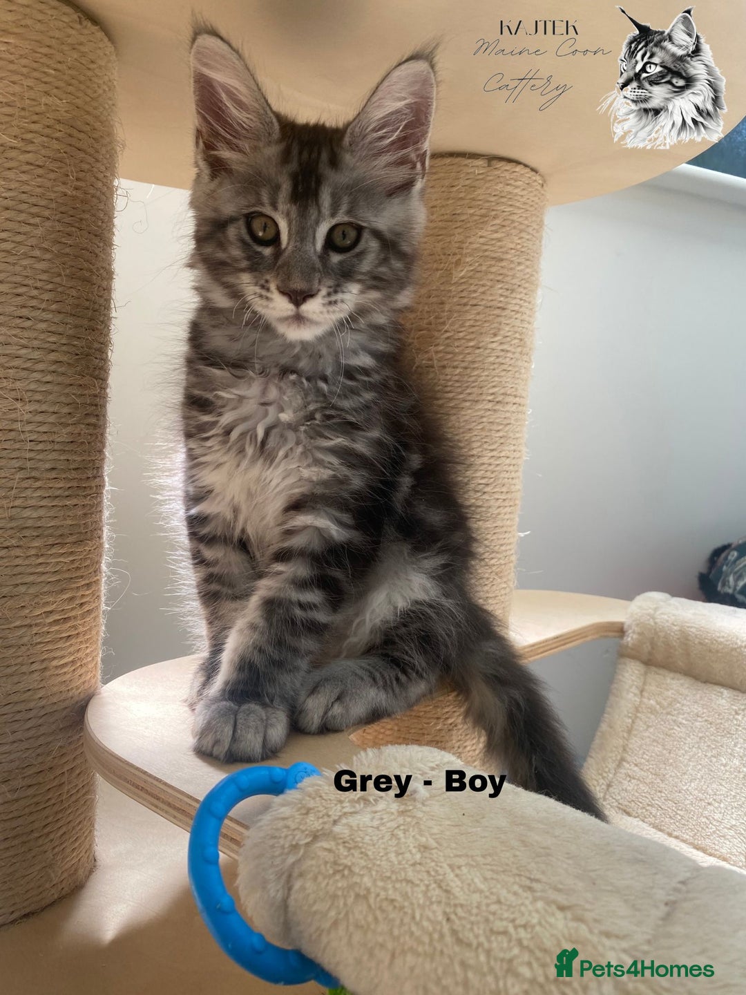 Maine Coon cats for sale: Xxl Maine coons  - Image 5