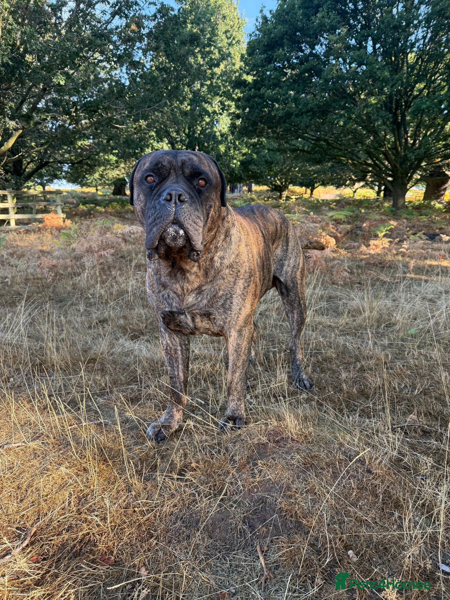 Bullmastiff dogs Bullmastiff stud not for sale - Advert 1