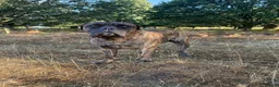 Bullmastiff dogs for stud: Bullmastiff stud not for sale - Advert 1