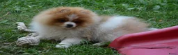 Pomeranian dogs for sale: PACO - Beautiful Pomeranian Boy - Advert 10