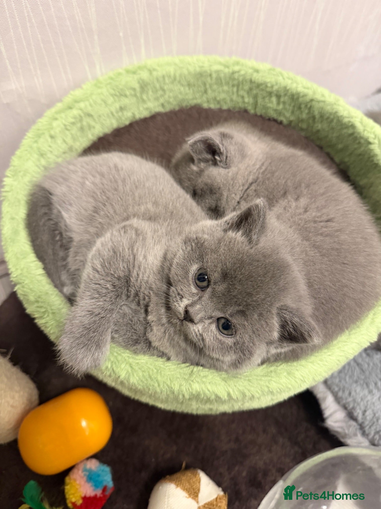 British Shorthair cats Only 1 Adorable British Shorthair boy left - Advert 1