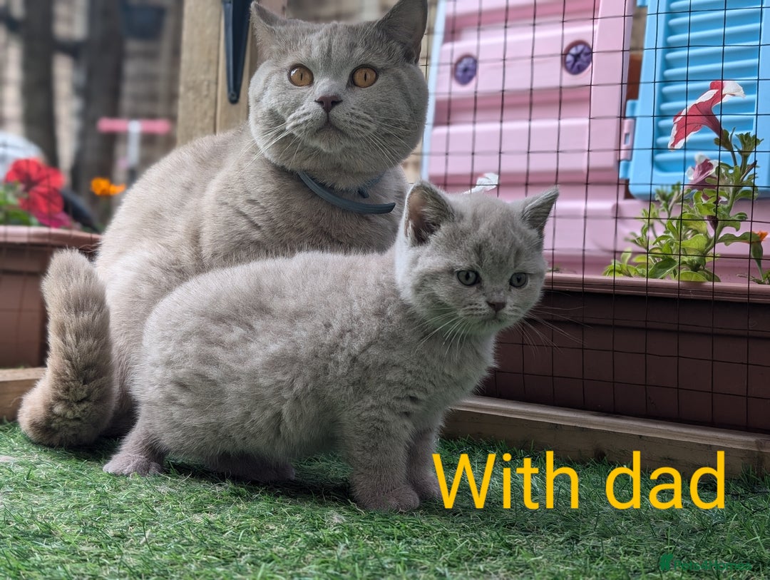 British Shorthair cats for stud: GCCF CHAMPION,TICA registered  in Barnsley - Advert 2