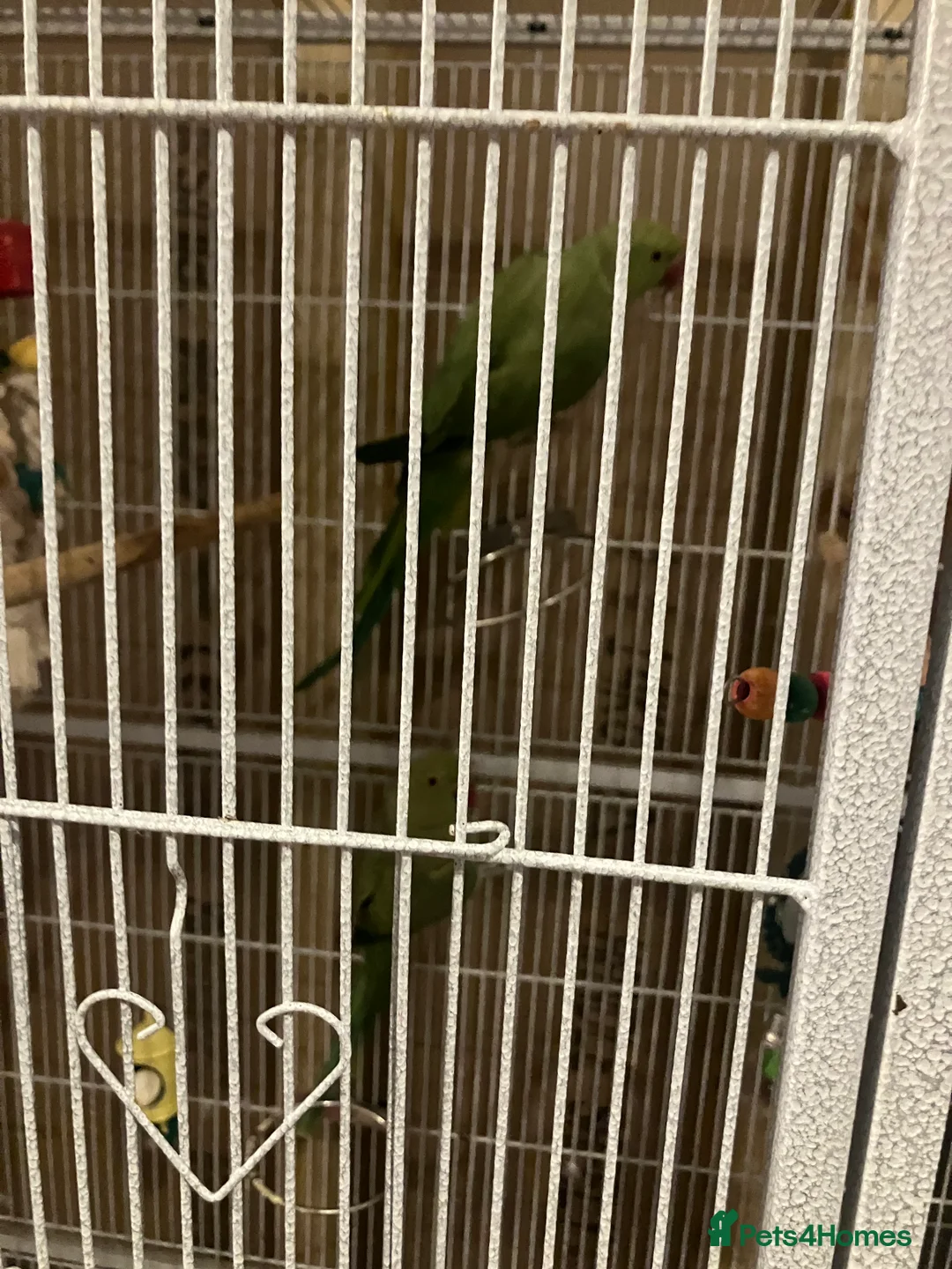 Ringnecks birds for sale: Pair of green Indian ring necks  in Leicester - Advert 3