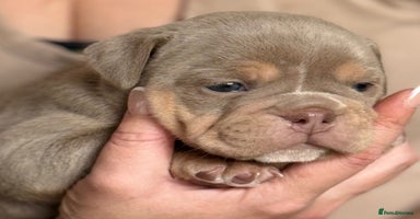English Bulldog dogs - Advert 12