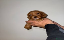 Cocker Spaniel dogs for sale: 🧡Fox Red WCS🧡 - Image 7