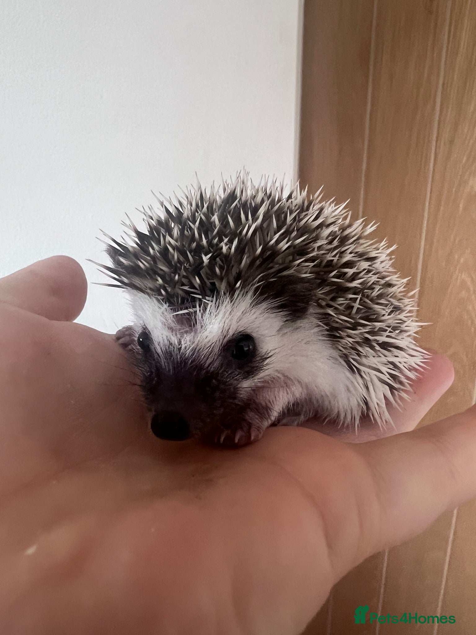 Pygmy Hedgehog rodents African Pygmy hedgehogs  - Advert 18