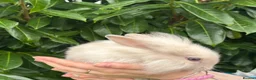 Lionhead rabbits for sale: Last Lionhead Baby - Advert 7