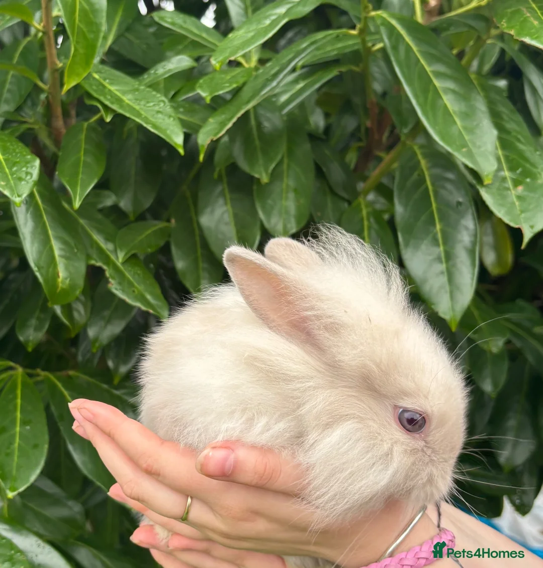 Lionhead rabbits for sale: Last Lionhead Baby - Advert 7