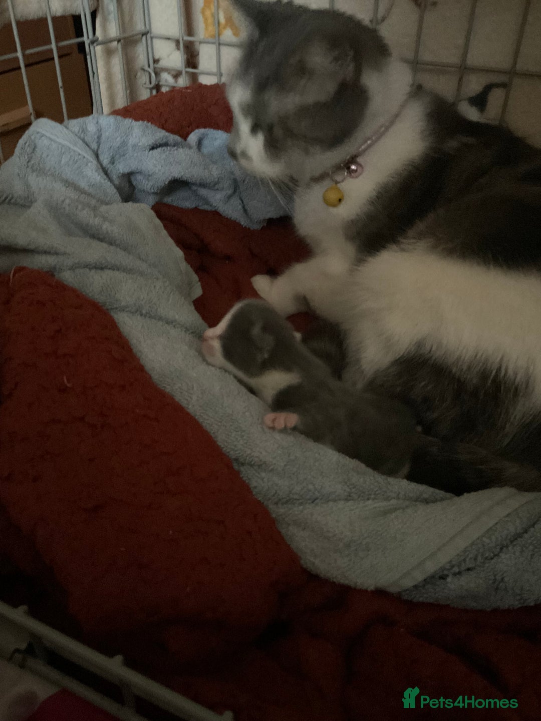 Mixed Breed cats for sale: Looking for loving home for  **   - Image 1