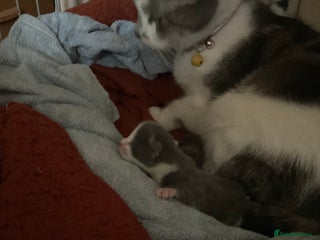 Mixed Breed cats for sale - Advert 1