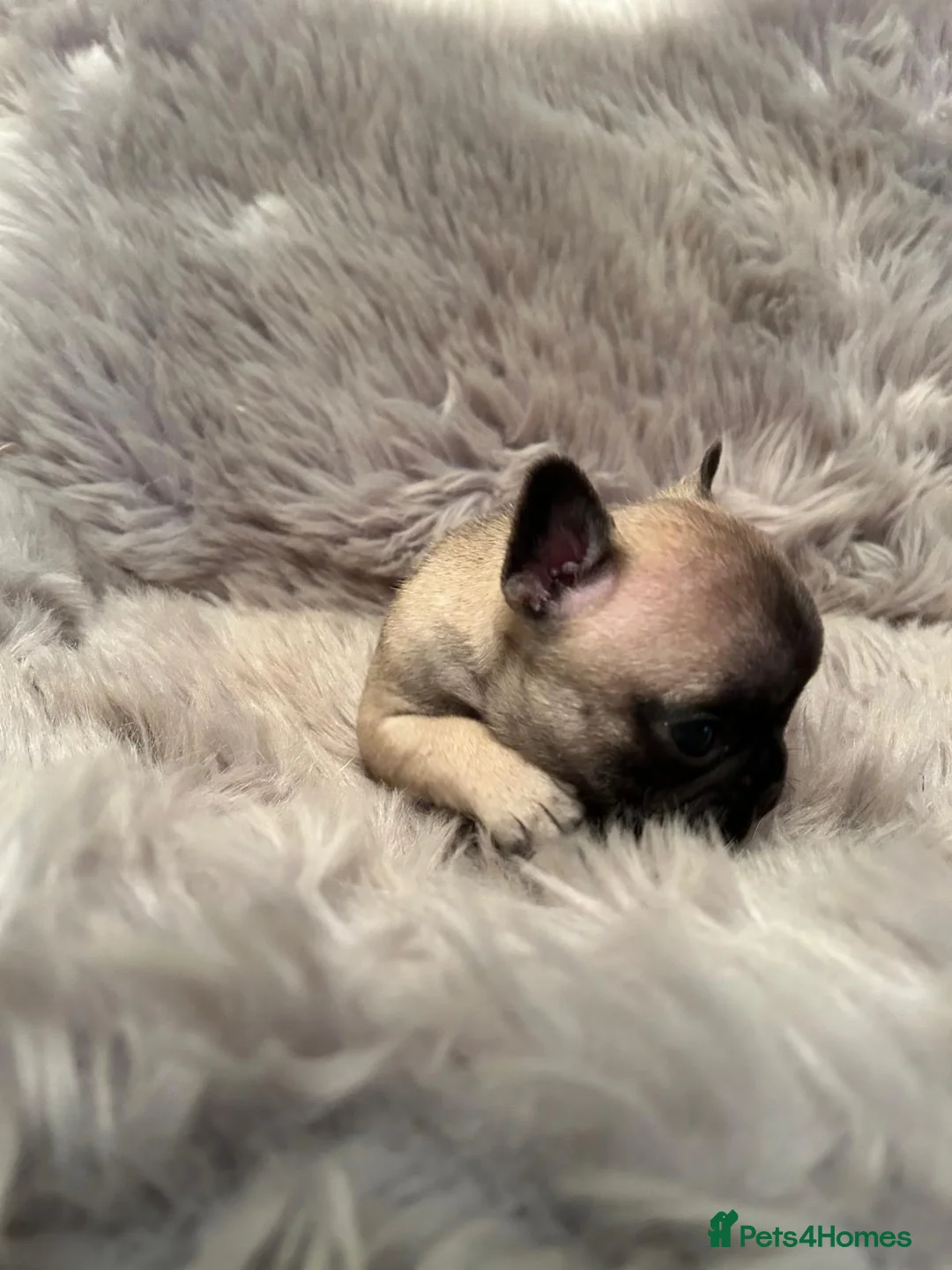 French Bulldog dogs for sale: 3 French bull dog Puppies for sale  - Advert 8