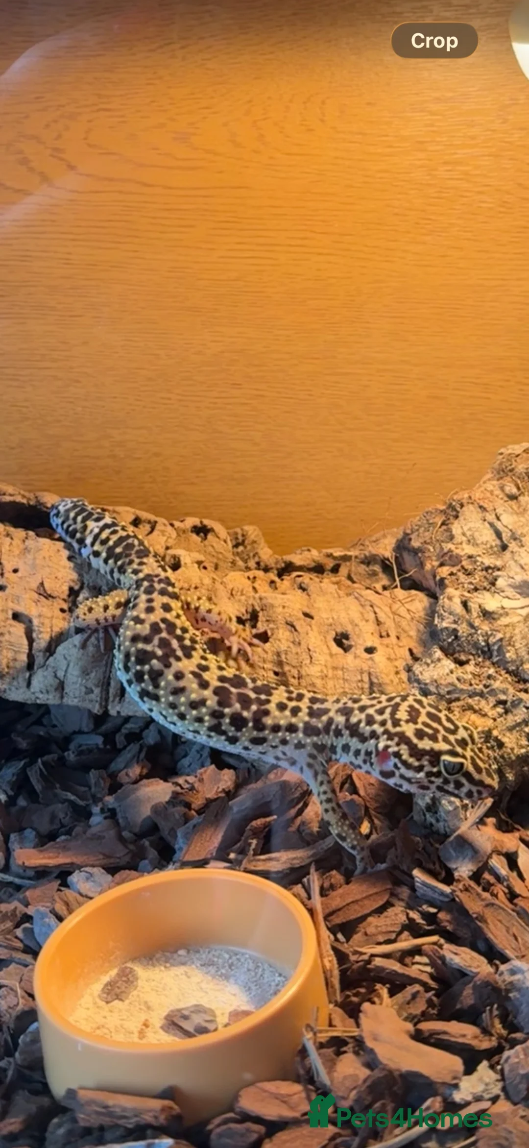 Leopard Gecko reptiles for sale: Leopard Gecko and full set up - Advert 5