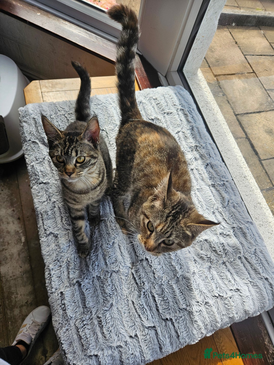 Mixed Breed cats for sale: Maine Coon x Turkish Angora  - Image 3