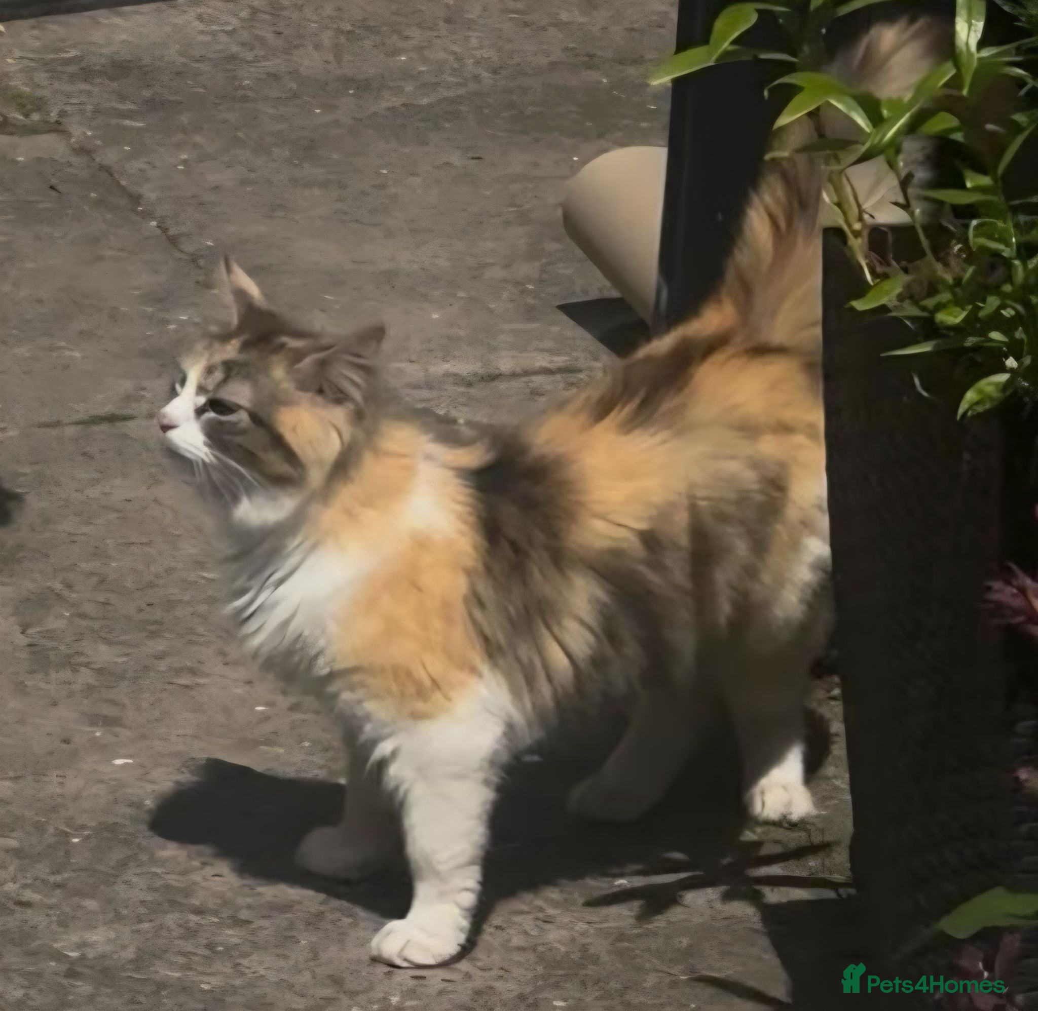 Mixed Breed cats Beautiful female cat - Advert 2