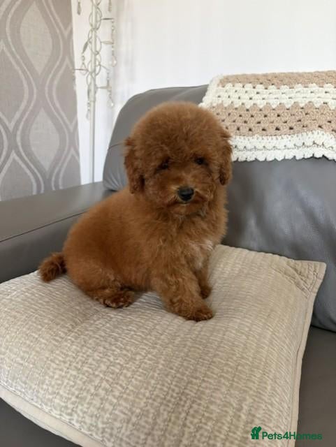 Toy Poodle dogs kc deep red toy poodle girl - Advert 5