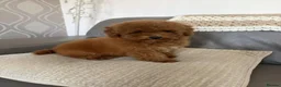 Toy Poodle dogs for sale: kc deep red toy poodle girl - Advert 2