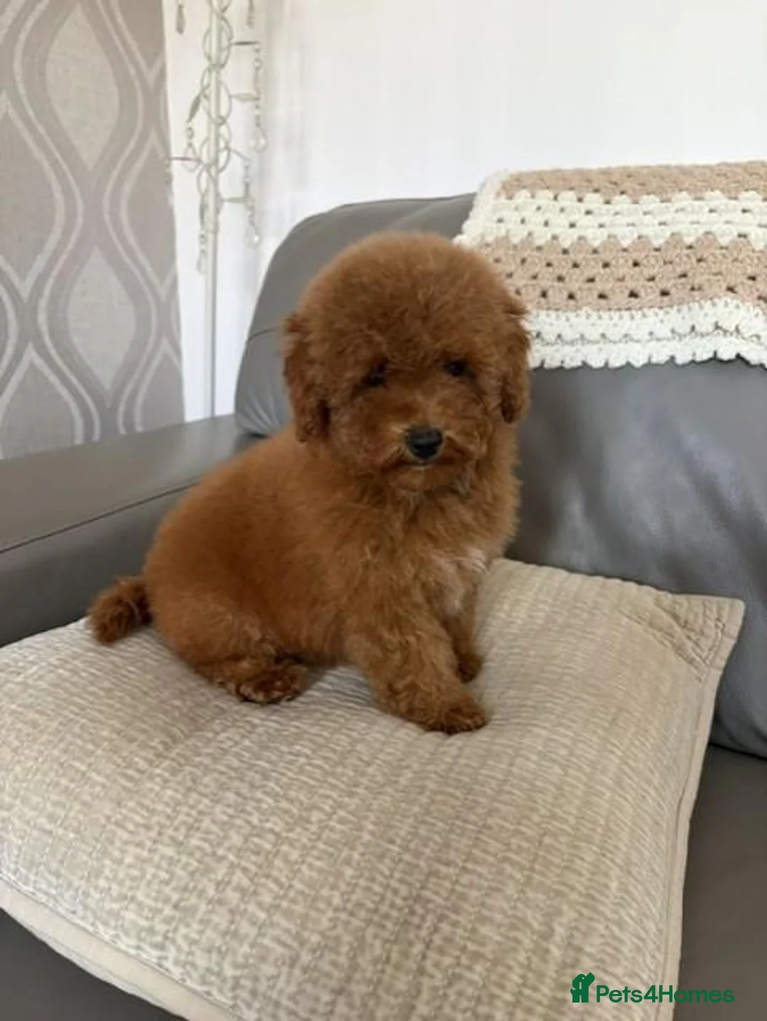 Toy Poodle dogs for sale: kc deep red toy poodle girl - Advert 2