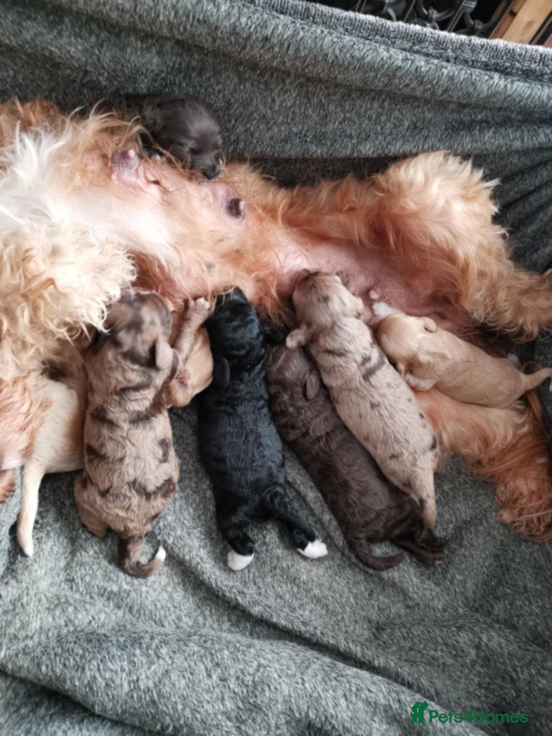 Cockapoo dogs for sale: Miniature Cockapoos F1B  - Image 8