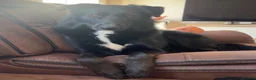 Mixed Breed dogs for sale: Draco!!  in Lincoln - Advert 5